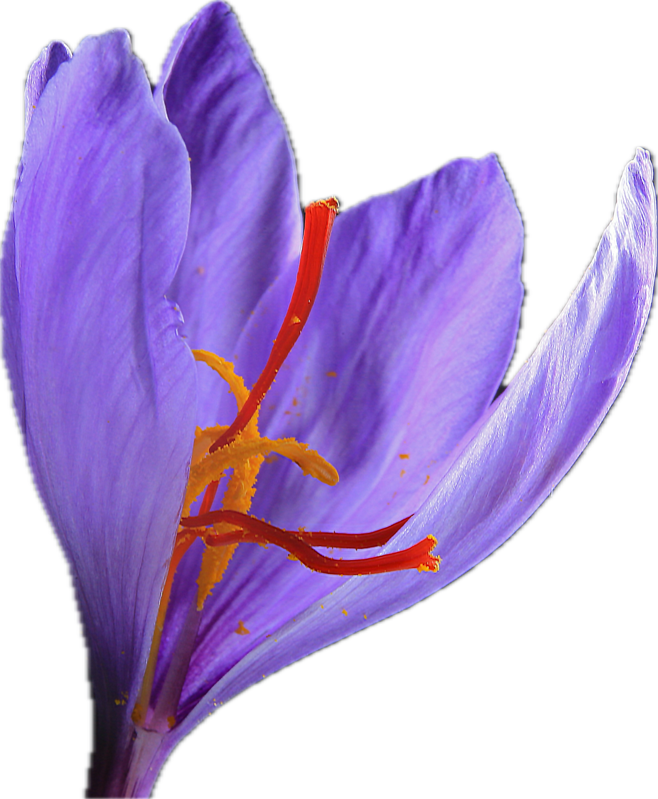 Premium saffron flower in full bloom